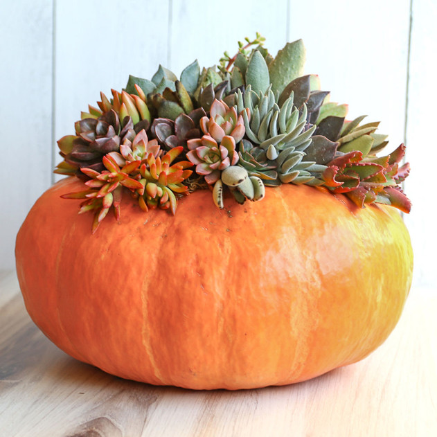 Succulent Cuttings for Pumpkins & Fall Decor Assorted 50-Pack