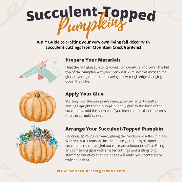 Succulent-Topped Pumpkins DIY Guide