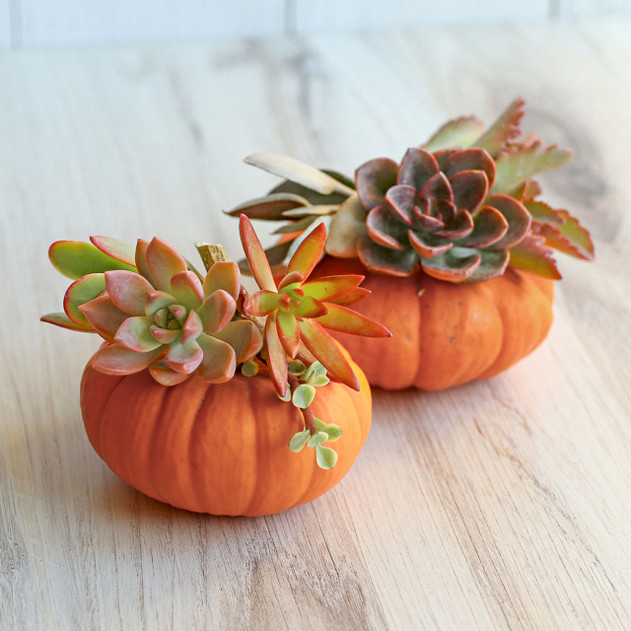 Succulent Cuttings for Pumpkins & Fall Decor Assorted 10-Pack