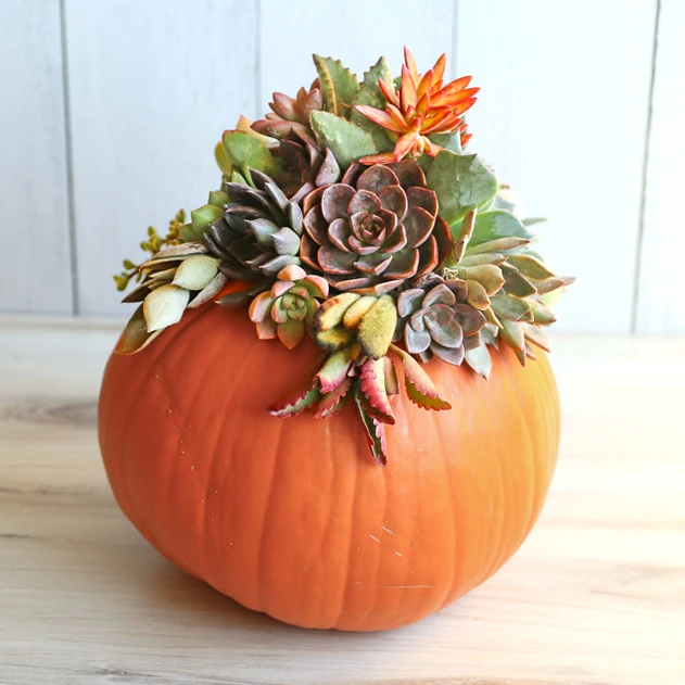Succulent Cuttings for Pumpkins & Fall Decor Assorted 30-Pack
