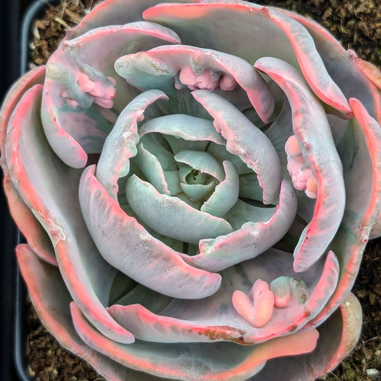 Echeveria 'Beyonce Rainbow' (Variegated)