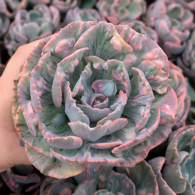Echeveria 'Beyonce Rainbow' (Variegated)