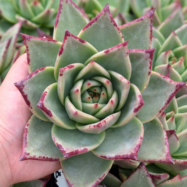 Echeveria agavoides 'Ebony'