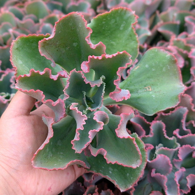 Echeveria 'Dick's Pink'