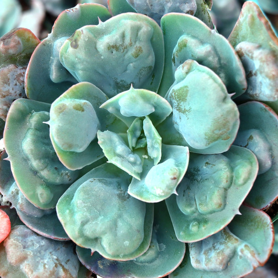 Echeveria 'Heart's Delight'