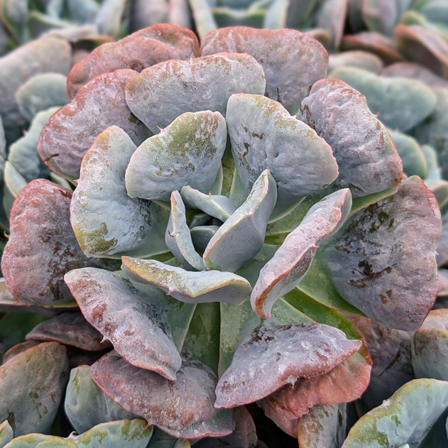 Echeveria 'Heart's Delight'