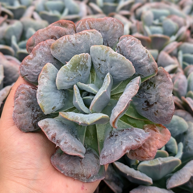 Echeveria 'Heart's Delight'
