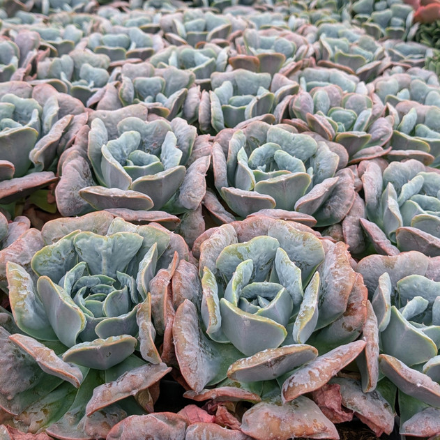 Echeveria 'Heart's Delight'