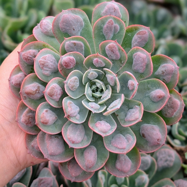 Echeveria 'Raindrops'