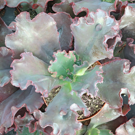 Echeveria 'Chocolate Ruffles' 