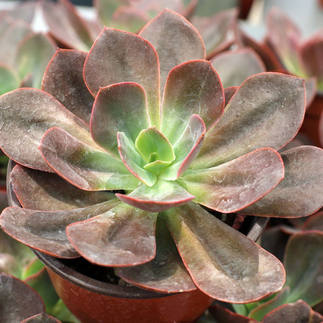 Echeveria 'Hanaikada' 