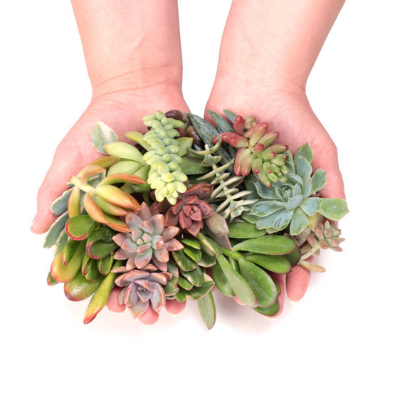 Succulent Cuttings Assorted Pack (10-50 Plants, 0.75-2") scale