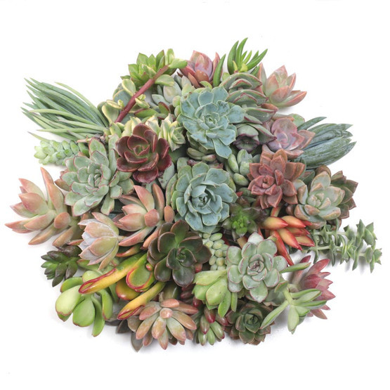 Succulent Cuttings Assorted Pack (10-50 Plants, 0.75-2")