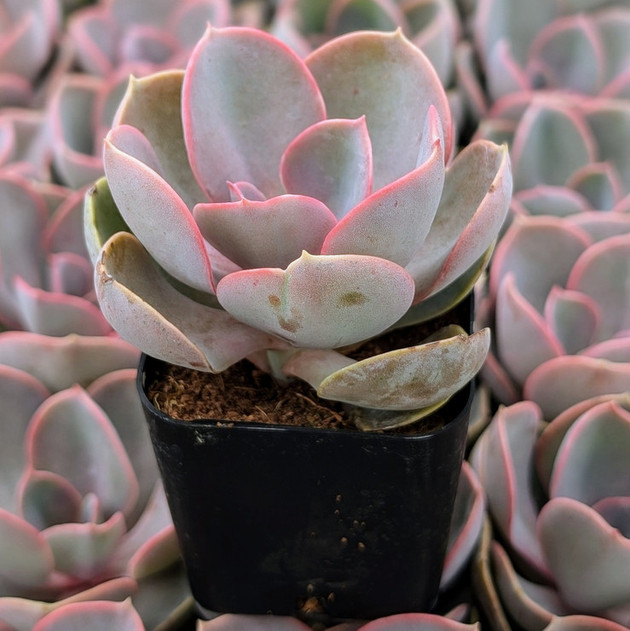 Echeveria 'Red Sky'