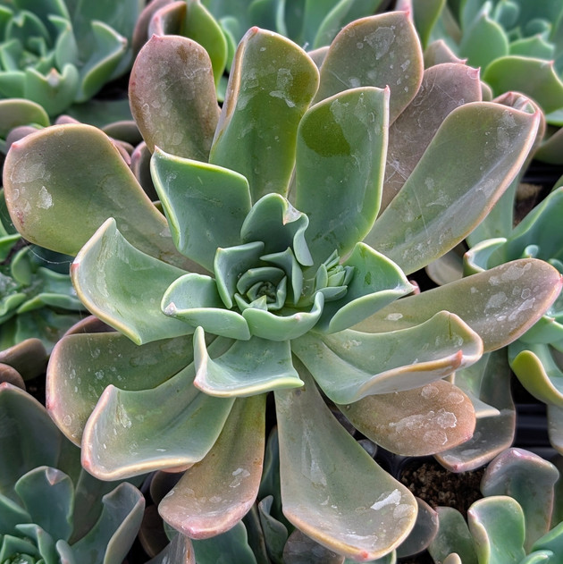 Echeveria 'Candise'