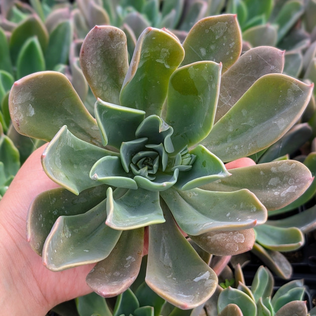 Echeveria 'Candise'