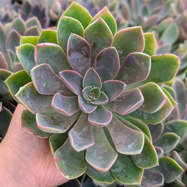 Graptoveria 'Fred Ives'