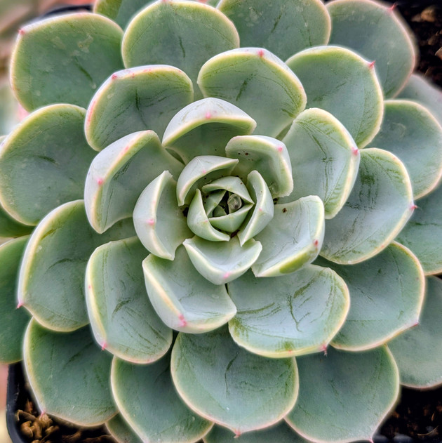 Echeveria 'Lara' [large]