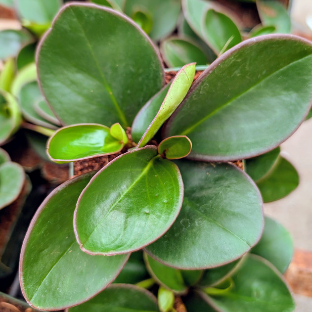 Peperomia clusiifolia 'Red Margin' [large]