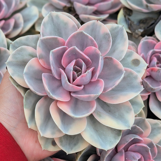 Echeveria 'Rainbow'