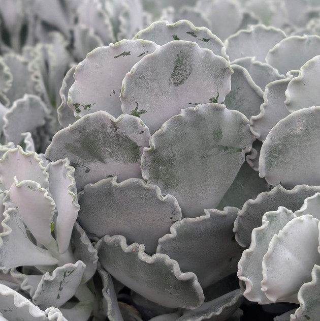 Cotyledon orbiculata 'Undulata' - Silver Ruffles