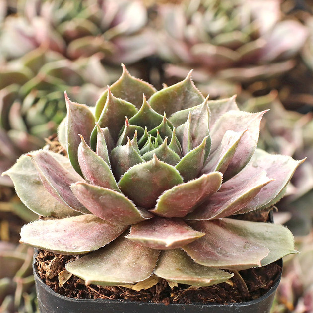 Sempervivum 'Flamingo' - January