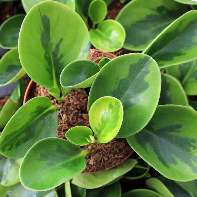 Peperomia obtusifolia 'Lemon Lime'
