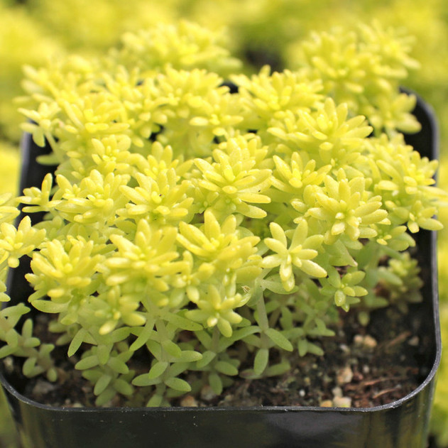 Sedum japonicum 'Tokyo Sun'