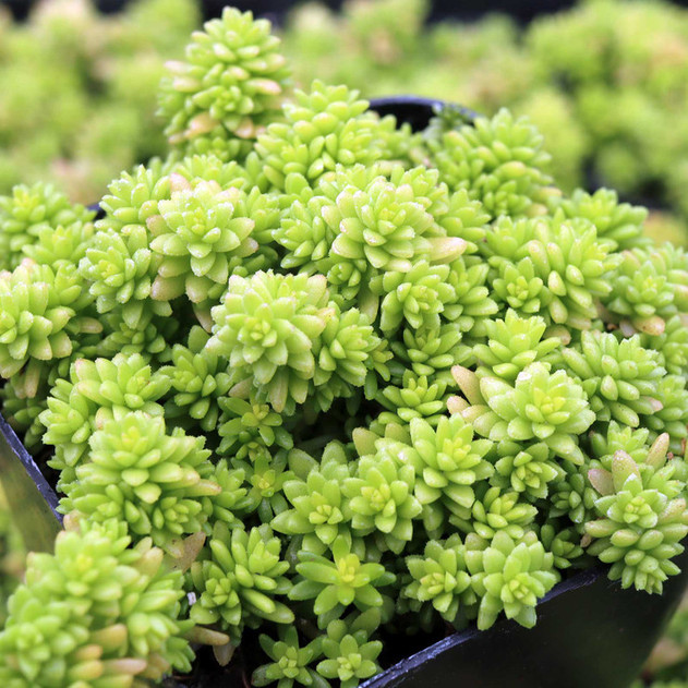 Sedum japonicum 'Tokyo Sun' - July