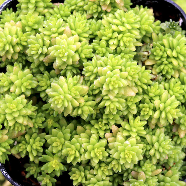 Sedum japonicum 'Tokyo Sun' - July