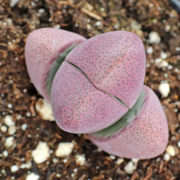 Pleiospilos nelii 'Royal Flush'- Split Rock