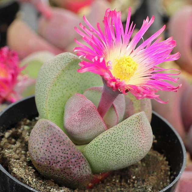 Pleiospilos nelii 'Royal Flush' - Split Rock Flower