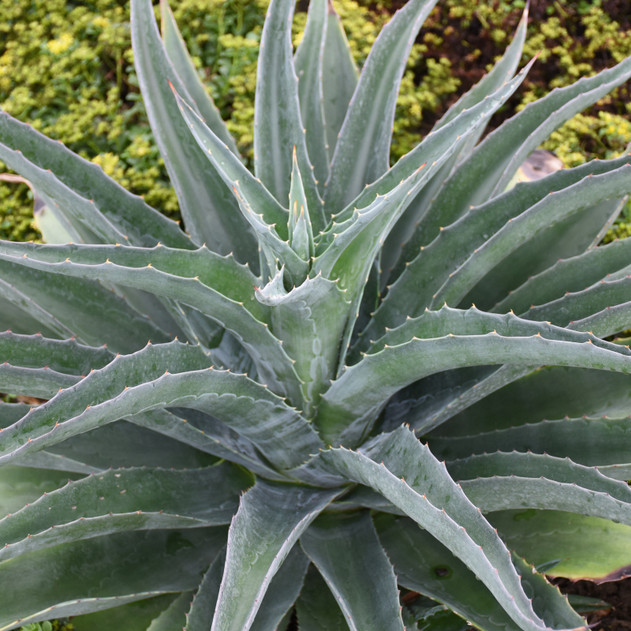 Mangave 'Iron Man' - Mature