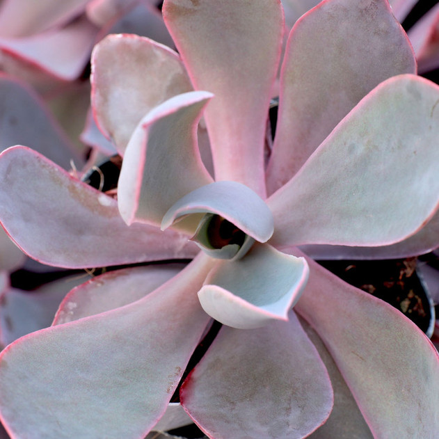 Echeveria 'Afterglow' (Young)