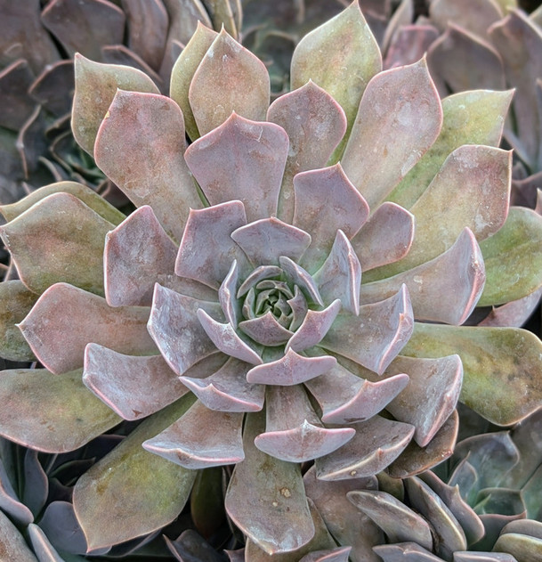 Echeveria 'Rob Roy'