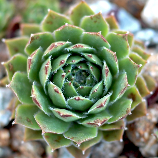 Sempervivum Fuzzy Wuzzy Mountain Crest Gardens