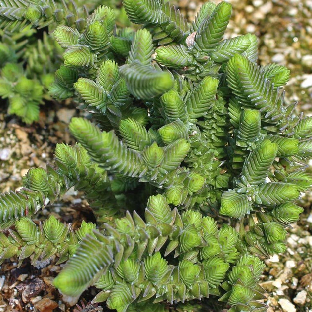 Crassula 'Imperialis' - Giant Watch Chain