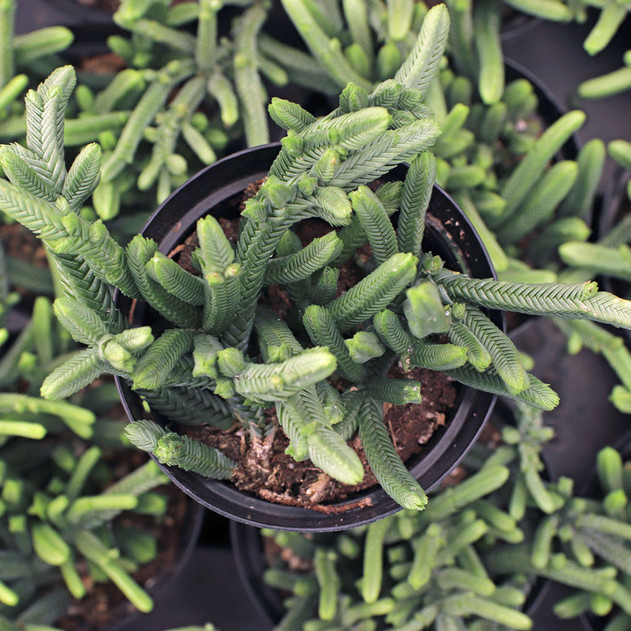 Crassula 'Imperialis' - Giant Watch Chain