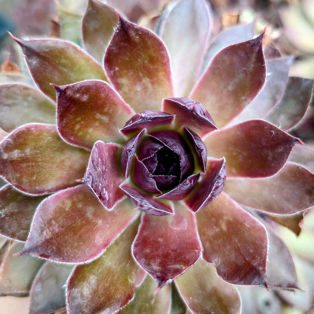 Chick Charms® Giant Copper Canyon™ [large]