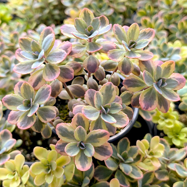 Sedum Sunsparkler® 'Dazzling Dynamite' [large]