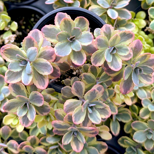 Sedum Sunsparkler® 'Dazzling Dynamite' [large]