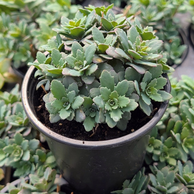Sedum Sunsparkler® 'Sapphire Tuffet'