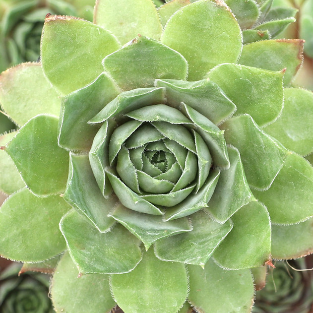 Sempervivum 'Fat Jack'