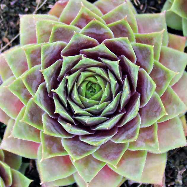 Sempervivum 'Fat Jack'