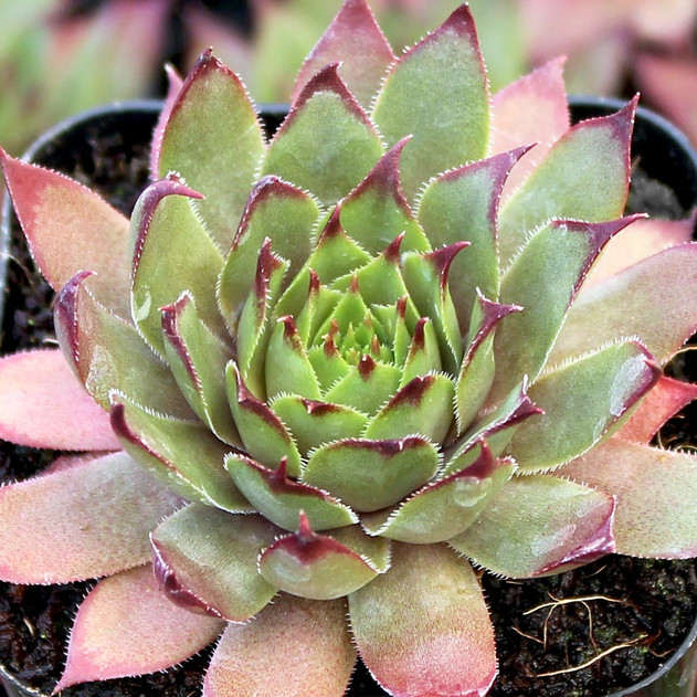 Sempervivum 'Frost & Flame' - Spring