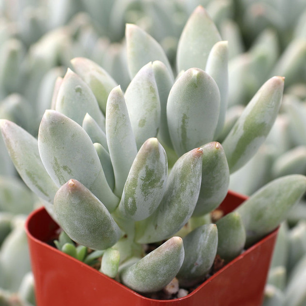 Pachyphytum 'Moon Silver'