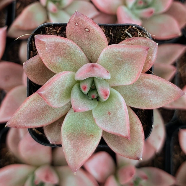 Echeveria 'Red Beauty'