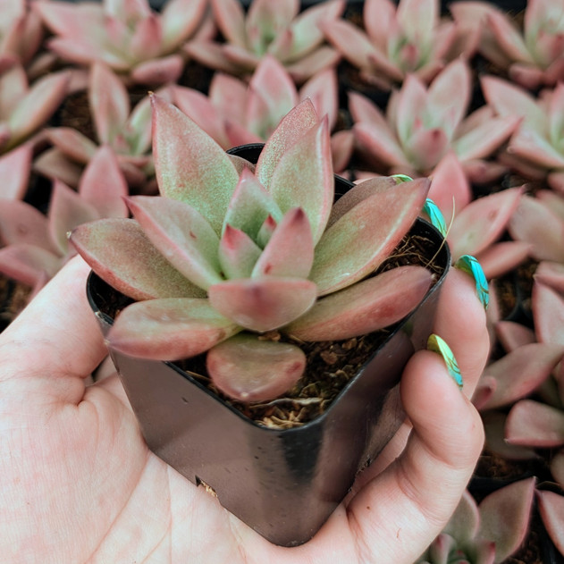 Echeveria 'Red Beauty'