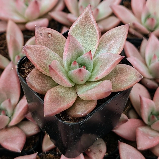 Echeveria 'Red Beauty'
