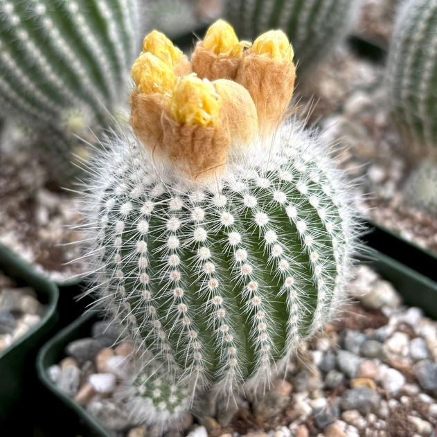 Notocactus buenekerii [large]